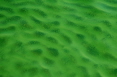 Ripples in algae bloom