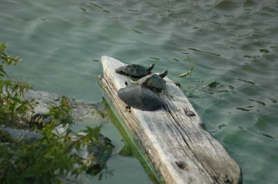 Turtles, 2004