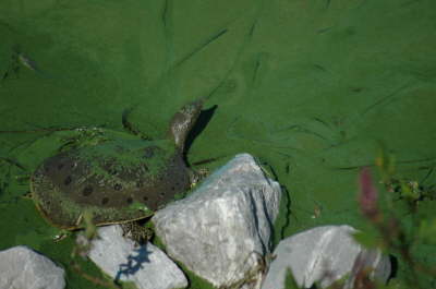 Softshell male, 2004