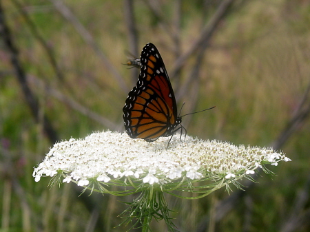 Butterfly on Queen Anne's Lace
