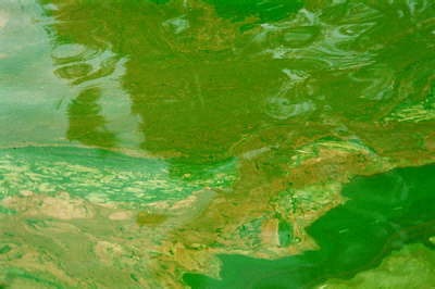 Algae, 2003