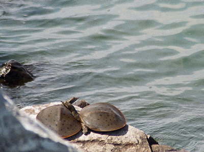Spiny males, 2003