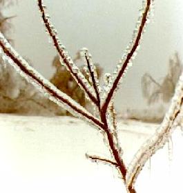 Ice coated weed tree