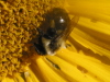 Bee in Sunflower