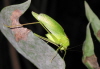 Katydid