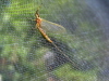 Mayfly