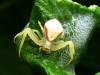 White Spider